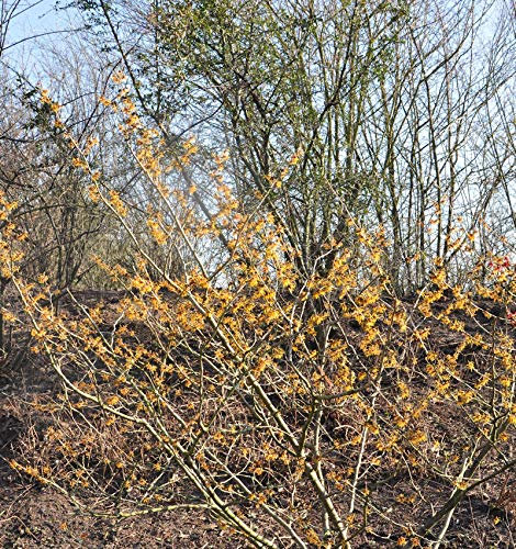 Zaubernuß Orange Beauty 60-80cm - Hamamelis intermedia - lebende Gartenpflanze aus den Baumschulen