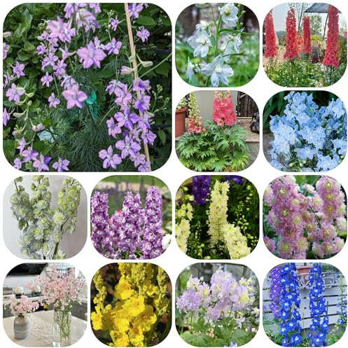 semi di delphinium selvatico, Consolida ajacis, amici resistenti all'esterno vecchie varietà regali per gli amanti del giardino da balcone 1000pcs
