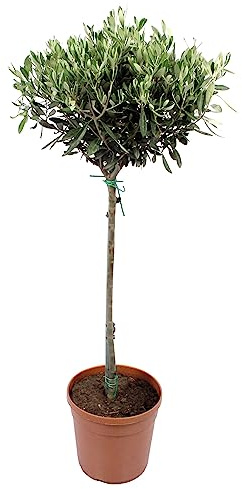 Olivo Copa - Árbol de Exterior Majestuoso y Natural para tu Jardín