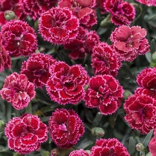 100 Black Cherry Carnation Seeds Dianthus Flowers Seed Flower Perennial