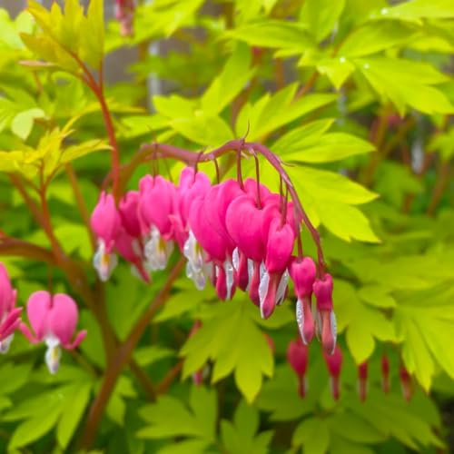 tränendes herz kaufen, balkon garten winterhart hochbeet frühling exotisch alte sorten steingarten 30samen