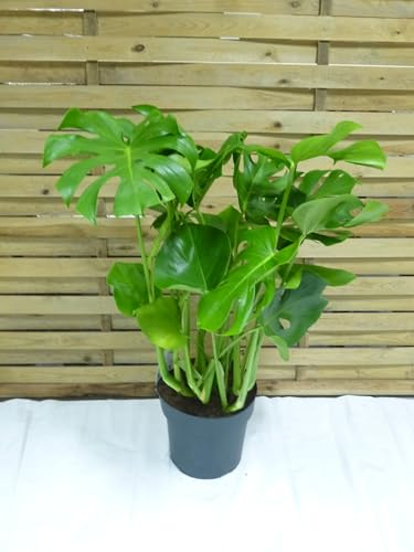 [Palmenlager] Monstera deliciosa - Fensterblatt - 90 cm - Pot 21 cm Ø - Zimmerpflanze