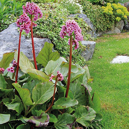 Hardy Perennial Bergenia ‘Elephant’s Ears’ Flowering Potted 3.6L Garden Plants Ideal for Cottage Gardens, Patio and Containers by Thompson & Morgan (2)