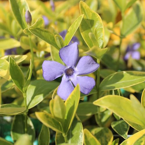 24 x Jungfernkraut Immergrün 'Aureovariegata' - Vinca minor Topf 9x9cm, für 3m² : Ein vielseitiger und widerstandsfähiger Bodendecker mit weiß-gelb umrandeten Blättern