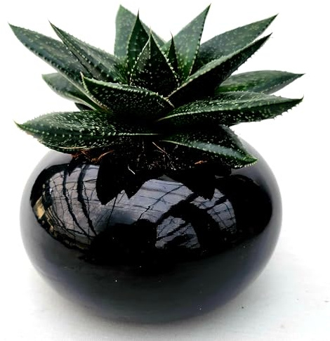 POWERS TO FLOWERS - CACTUS ECHEVERIA GASTERIA IN VASO CERAMICA NERO SFERICO, 17CM DIAMETRO, pianta vera
