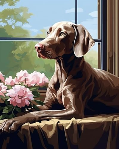 ZMHZMY Malen nach Zahlen Erwachsene,Weimaraner-Hund liegt auf Fensterbank 40 x 50cm DIY Handgemalt Ölgemälde Kits auf Leinwand Geschenk für Weihnachten Geburtstag, Home Haus Deko