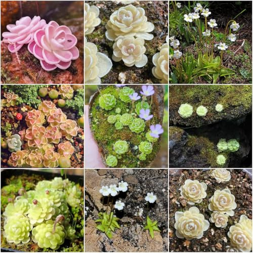 fettkraut - hochbeete für garten deko fettkraut büropflanzen balkon garten pflanzensamen - Seltene serie - fleischfressende balkonpflanzen 100samen