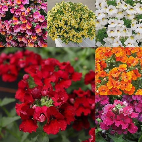 Fresh 100pcs Mixed Nemesia Flower Seeds
