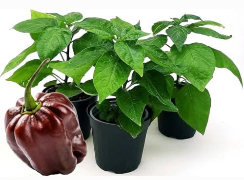 POWERS TO FLOWERS - PEPERONCINO HABANERO CHOCOLATE BIO, 2 PIANTE, Vaso 10cm, piante vere
