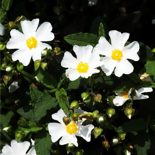 Zistrose blumensamen zimmerpflanze exotische zimmerpflanzen schmetterlingsflieder sommerblumen bodendecker winterhart mehrjährig schnittblumen pflanzensamen winterharte balkonpflanzen 125samen