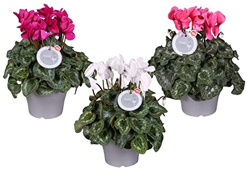 Set de 3 Cyclamen Violeta Alpes Ideales para Terraza y Jardín