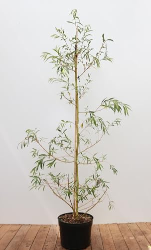 Trauerweide Salix alba Tristis 125-150 cm Solitärbaum winterhart | Schnellwachsend, hängende Zweige, sonniger Standort, ideal am Ufer, robust, dekorativer Hausbaum