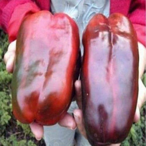 Graines De Poivrons Doux Géants Russes Biologiques Heirloom Kra