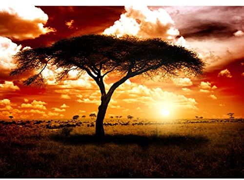 Runa Art Fototapete Afrika Sonnenuntergang 352 x 250 cm Vlies Tapeten XXL Moderne Wandtapete Wohnzimmer Schlafzimmer Braun Orange 9110011c