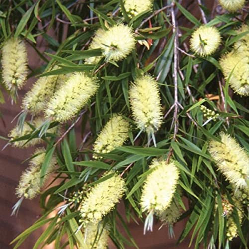 Callistemon sieberi Widdicombe Gem - Bottle Brush - Plant in 9 cm Pot