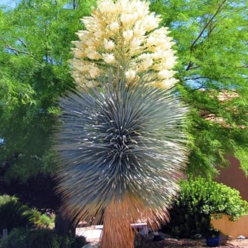 semi di yucca da giardino - giglio di palma, selvatici per luoghi soleggiati arbusti per il giardino siepi arbusti resistenti all'esterno perenni 50pcs