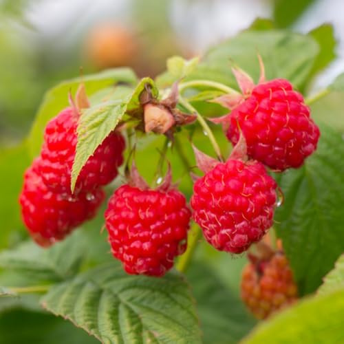 Semi di lampone biologici, sementi biologiche, Rubus idaeus, resistenti, giardino 80pcs
