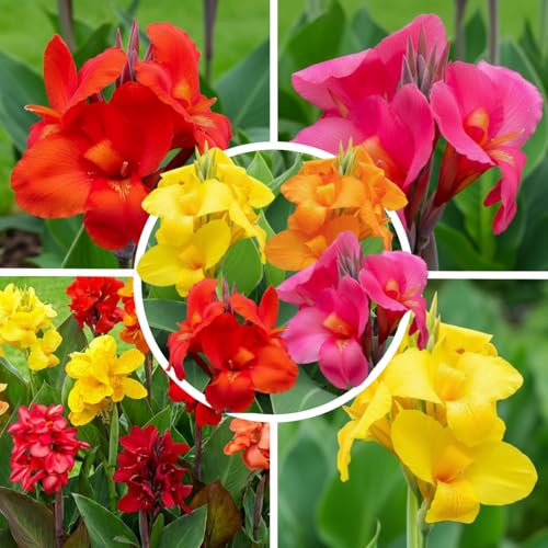 FLORIUM Collection Canna Charm géante (5 plantes), grand mélange exclusif de Hollande, 5 variétés, véritables plantes vivaces, décoration pour jardin, balcon (pas de graines, non résistantes à