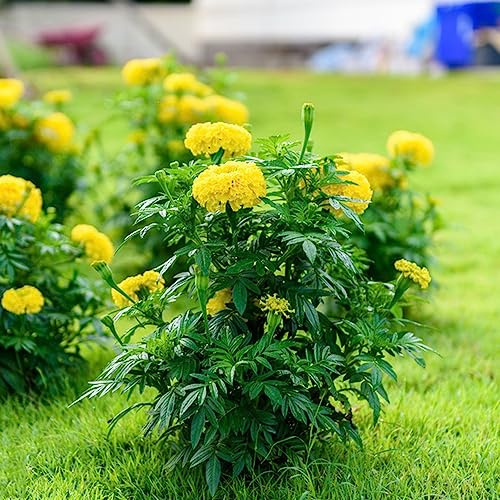 semi di tagete - copertura resistente resistente giardino tagliato estremamente resistente di 100pcs