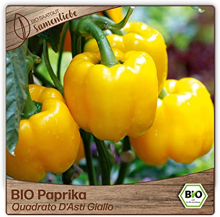 Samenliebe BIO Paprika Samen Quadrato D'Asti Giallo süße italienische Paprika Blockpaprika gelb 10 Samen samenfestes Gemüse Saatgut für Gewächshaus Freiland und Balkon BIO Gemüsesamen