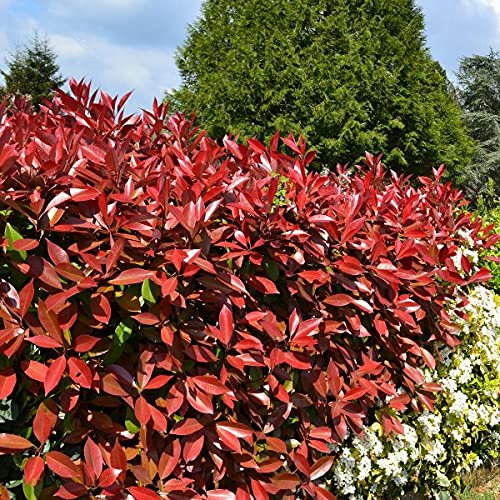 Photinia Red Robin x 2 Plants in 9cm Pots 15-20cm in Height - Evergreen Shrub for The Garden