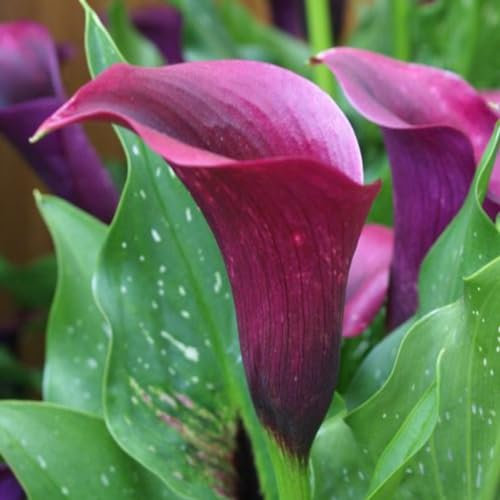Calla Lily Bulbs-Calla Lily Plant Calla Lily Bulbs for Planting Now UK,Wedding Flowers,Garden Flowers,Hardy Perennial,Plant Bulbs-10bulbs-c
