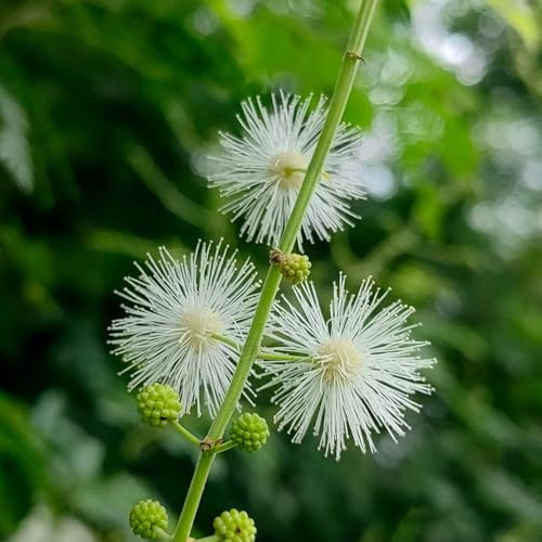 Mimosen - bodendecker für sonnige plätze balkonpflanzen blumensamen blumenwiese exotische gartendeko für draußen wildblumensamen alte sorten wohnzimmer deko schmetterlingswiese 50Samen