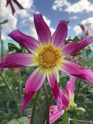 Dahlia 'Honka Pink' (Star Dahlia) Tuber to Plant (Free UK Postage)