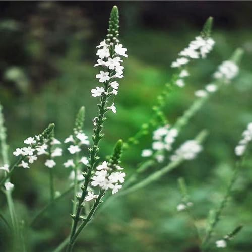 eisenkraut grünpflanzen zimmerpflanzen wildkräuter schmetterlingsflieder gartenkräuter kletterpflanze pflanzensamen sommerblumen küchenkräuter blumensaat kräuterpflanzen dekopflanzen 70samen