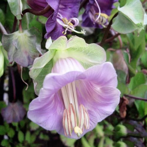 campanula, semi di campanula balcone in vaso di selvatici esotici rialzata, decorazioni autunnali, soggiorno 100semi