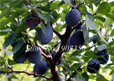 100 piezas de semillas de fruta de ciruela fresca genéricas frescas para plantar azul claro