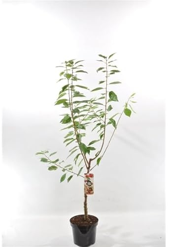 Süßkirsche Merchant – Prunus avium Merchant | Kirschbaum 100–120 cm | Frosthart, reichtragend & robust – ideal für Garten, Terrasse & Obstwiese
