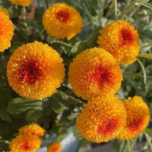 semillas de pompon mamma de primavera, silvestres de jardín de rocas resistentes al aire libre decorativas 300pcs
