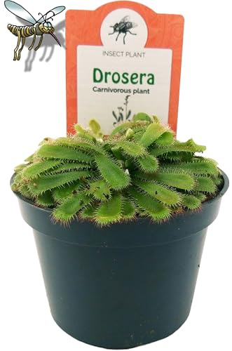 DPOWERS TO FLOWERS - DROSERA ALICIAE, VASO 10 CM DIAMETRO, pianta vera