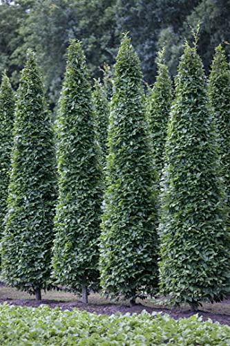 Säulen-Hainbuche Carpinus betulus Fastigiata 80-100 cm winterhart