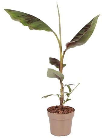 Plant in a Box - Banano rosso - Musa sikkimensis Ever Red - Altezza 55-70cm - ⌀21cm