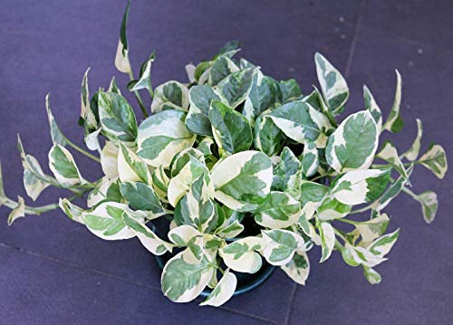 Portal Cool Las semillas del paquete: HouseSeeds Pothos N'Joy Talea Epipremnum Philodendron corte fresco:Seeds Only