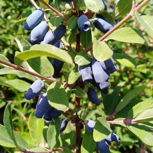mirtillo siberiano - Aiuole rialzate giardino organico di 300semi