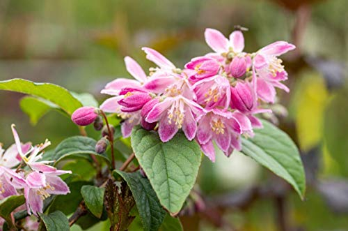 Deutzia magnifica 'Tourbillon Rouge' 60–100 cm – Winterhart, Mehrjährig, Pflegeleicht – Sternchenstrauch – Heckenpflanze für Garten & Sichtschutz