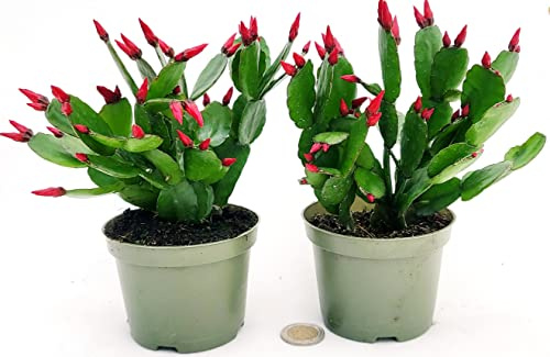 POWERS TO FLOWERS - RHIPSALIS ROSSO, PASQUALINA, VASO 9 CM, 2 PIANTE, piante vere