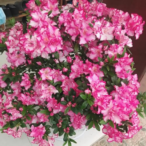 Semi di rododendro, resistenti azalea, di varietà antiche semi selvatici balcone balcone resistenti per giardini rocciosi 45pcs