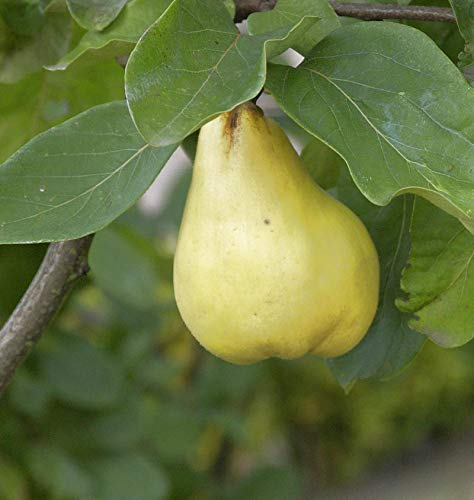 Apfel Quitte Cydopom 60-80cm - Cydonia oblonga - lebende Gartenpflanze aus den Baumschulen