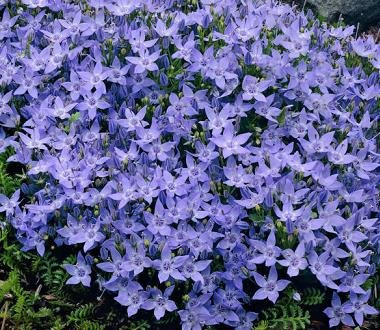 Campanula garganica Major 1,000 Seeds