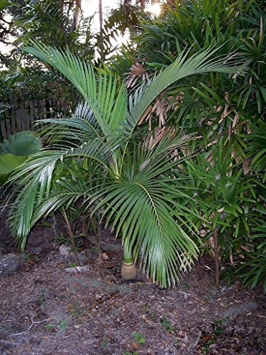 Archontophoenix alexandrae - King Palm - 10 frische Samen