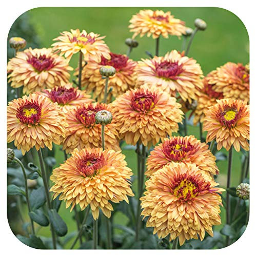 Chrysanthemum Dendranthema Late Spray Beppie Bronze Plug Plants x 6 Good for Cut Flowers