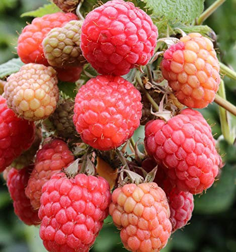 Himbeere Tulameen - Rubus idaeus