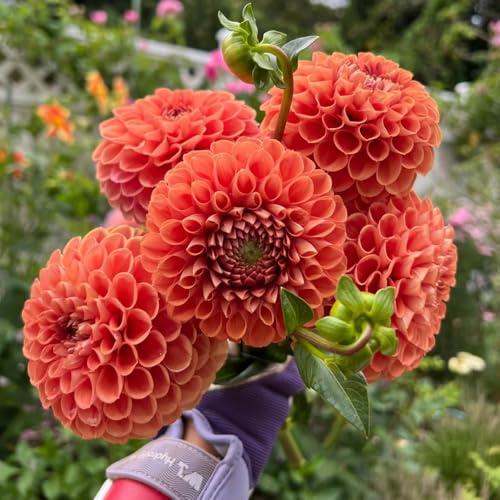 dalia bulbi da giardino rocce resistenti dalia bulbi decorativi giardino interni balcone decorazione interna esotica 6pcs