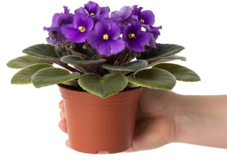 Planta Violeta Africana DECOALIVE Saintpaulia Perfecta para Regalo y Decoración Floral