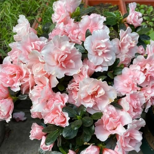 Semi di rododendro - vecchie varietà Rododendro - e perenni prodotti sostenibili regali per gli amanti del giardino semi di selvatici 80pcs