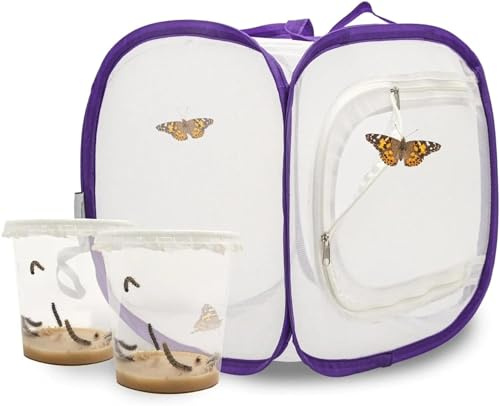 Schmetterlingszucht-Set für Kinder/Erwachsene | Ideal für zuhause | Heimische Schmetterling züchten mit [Erfolgsgarantie] | GRATIS E-Book und Lernmaterialien | Raupenzucht klein ab 3 Jahren - 2 Becher